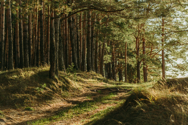 Waldbaden: Zu sehen ist ein Wald (verschiedene Bäume und ein moosbewachsener Waldboden) in einem sanften Sonnenlicht.